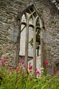 Looking at flowers in front of Muckross Abbey, Killarney, County Kerry, Ireland