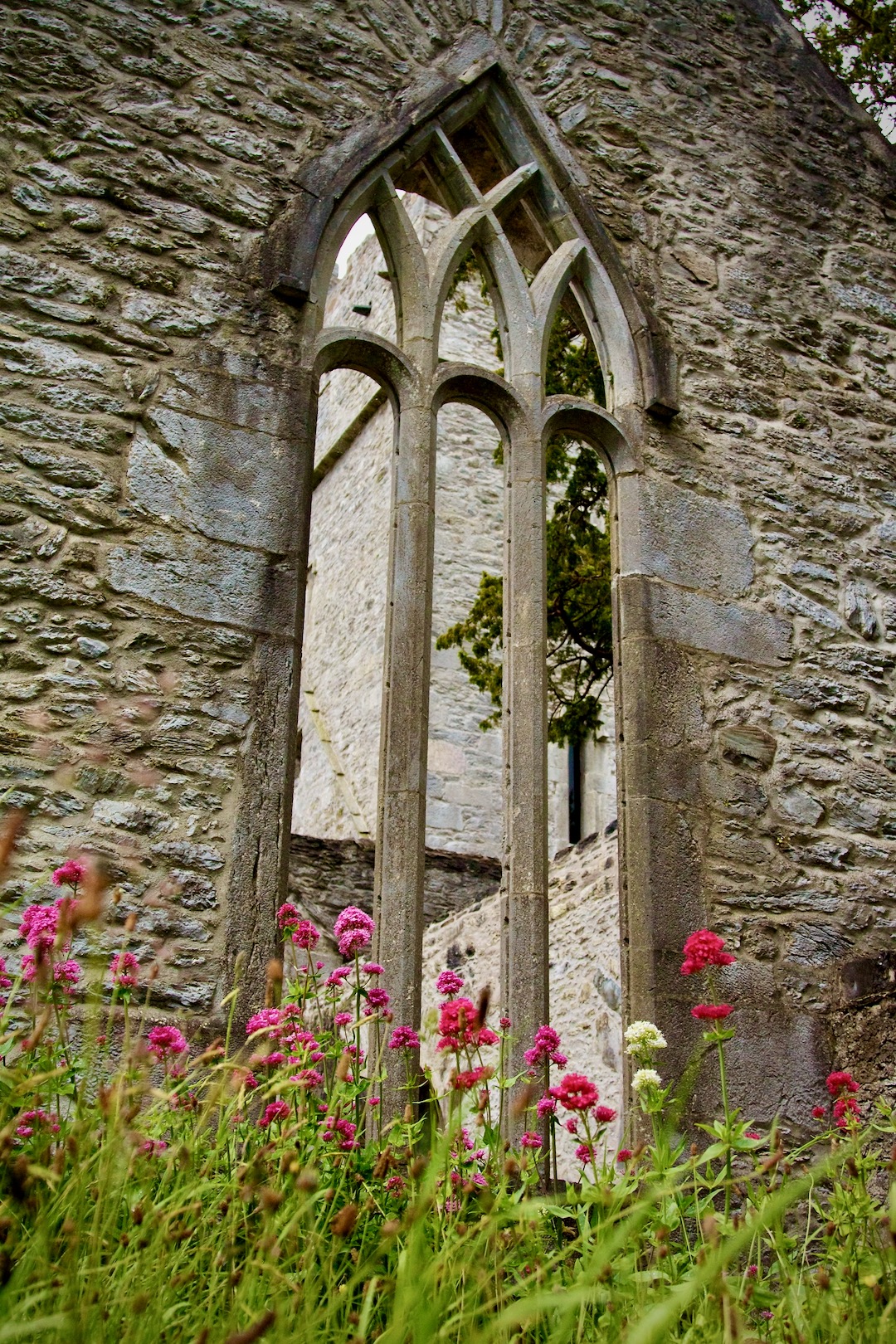Looking at flowers in front of Muckross Abbey, Killarney, County Kerry, Ireland