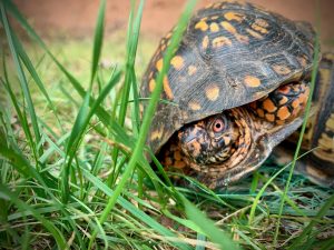 Saying hello to a visiting box turtle