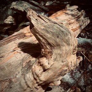 Interesting log found at the base of Catawba Falls - Old Fort, NC