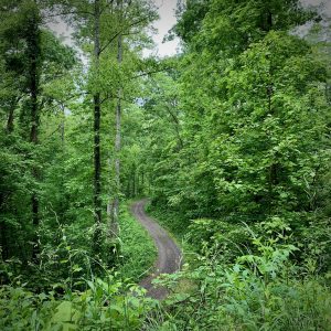 Looking at the gravel road winding through the trees of the Piagah National Forest