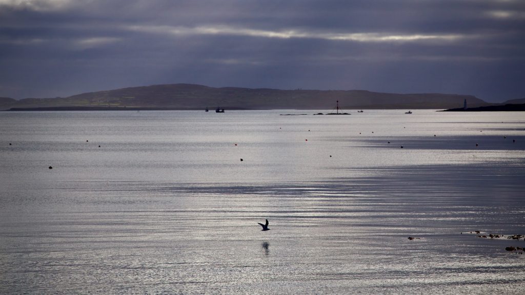 Seagull flying across Schull Harbour with Cape Clear in the distance and Copper Point on Long Island to the right