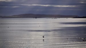 Seagull flying across Schull Harbour with Cape Clear in the distance and Copper Point on Long Island to the right