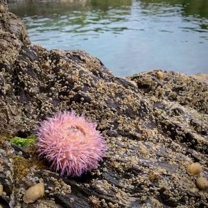 A beautiful pink and purple sea urchin sitting on the rocks of Schull Harbour in West Cork, Ireland