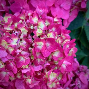 New blooms of the hydrangea