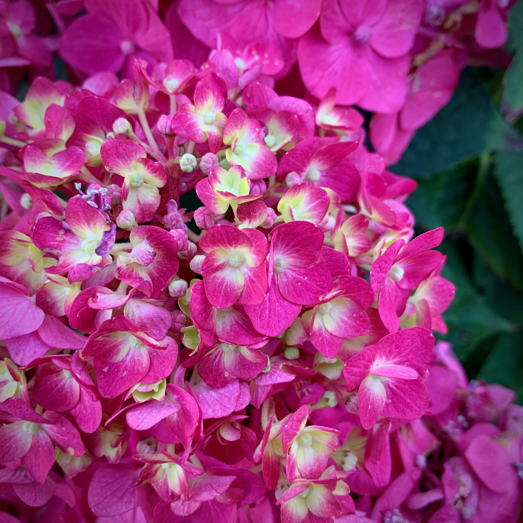 New blooms of the hydrangea