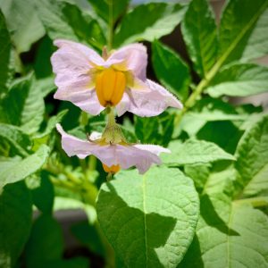 Potato blossom - Life with Grady Varner
